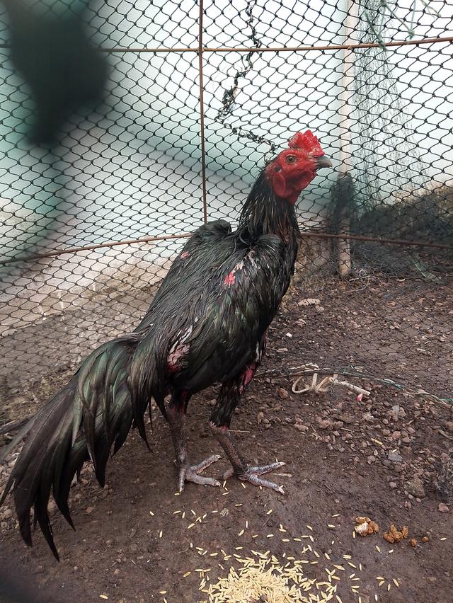 ไก่ชน 2