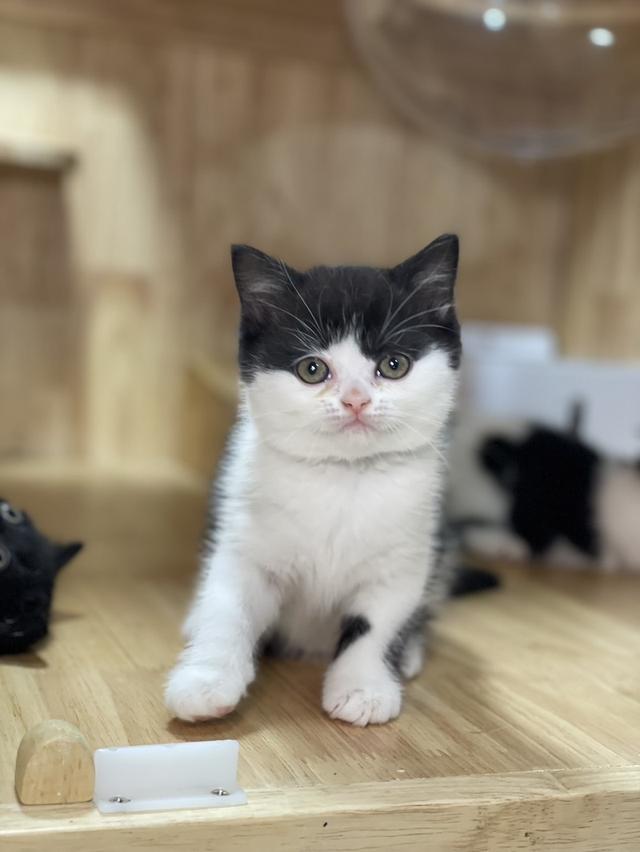 ลูกแมวมันช์กิ้น ขาสั้น และขาปกติ รูปที่ 17