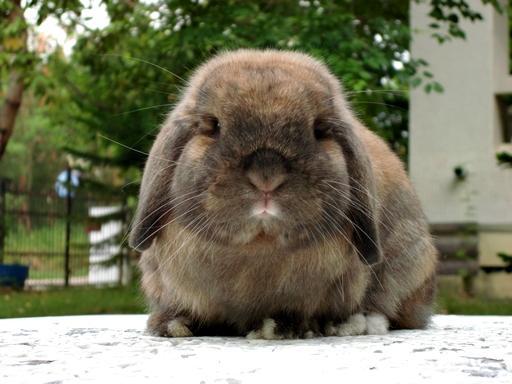 French Lop 2