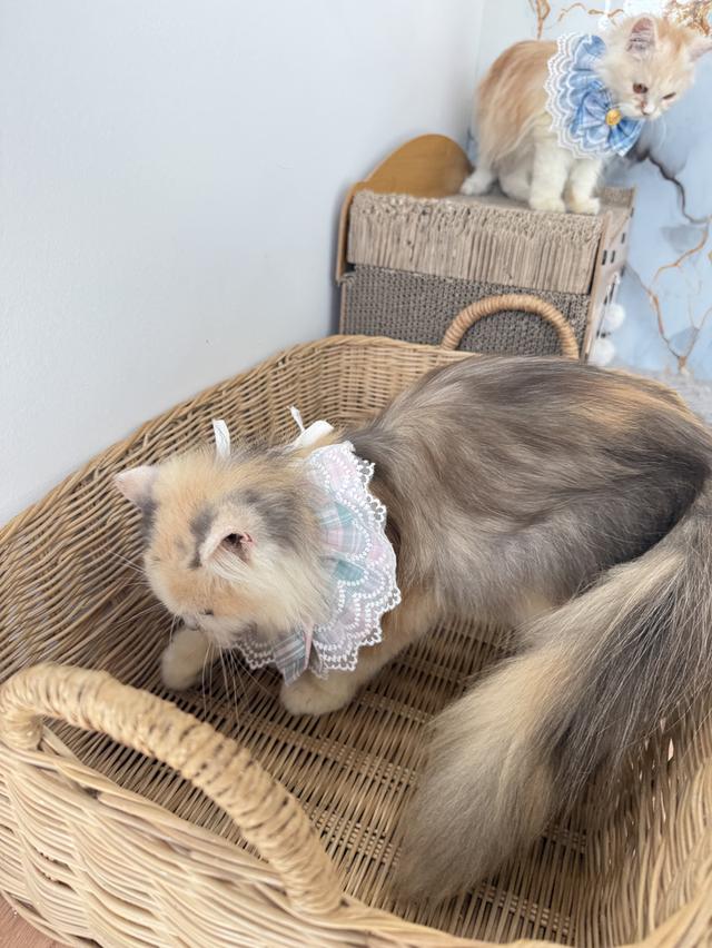 ลูกแมวพันธุ์เปอร์เซีย รูปที่ 5