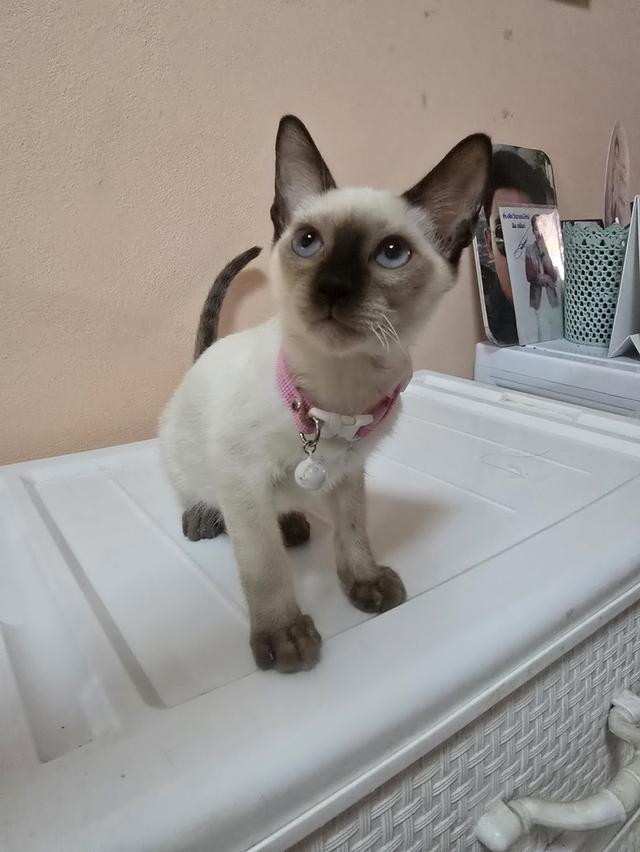 แมววิเชียรมาศพร้อมย้าย 18