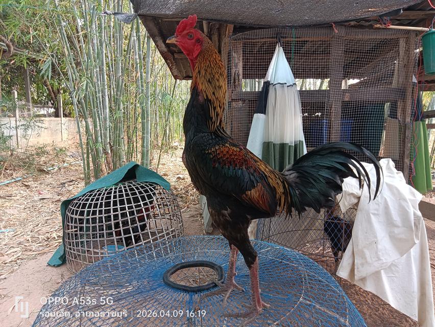 ไก่พม่า เหลี่ยมดีมีแข้งหน้า