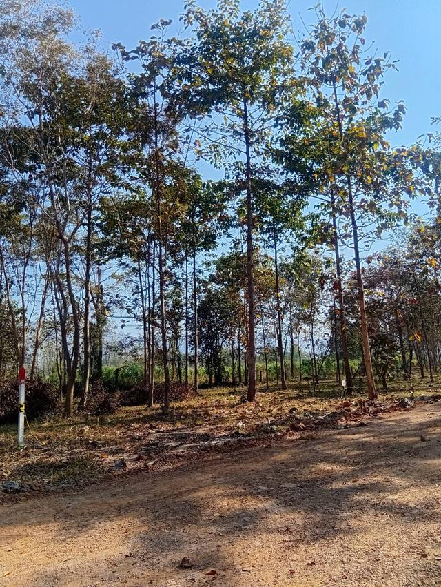 ที่ดินแบ่งขายมีโฉนด ครุฑแดง 2