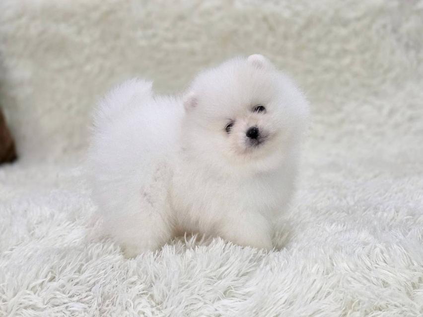 ปอมเมอเรเนียนแท้ สีขาว และสีขาวครีม เพศผู้ พิกัดรามอินทรา 9