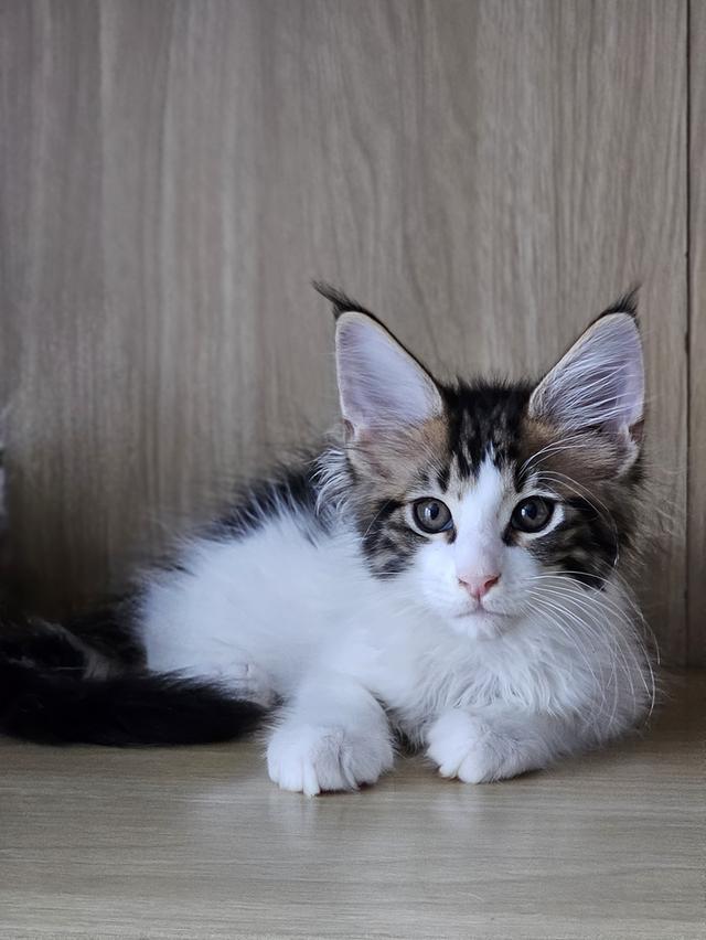 ลูกแมว สายพันธ์เมนคูนแท้ รูปที่ 5