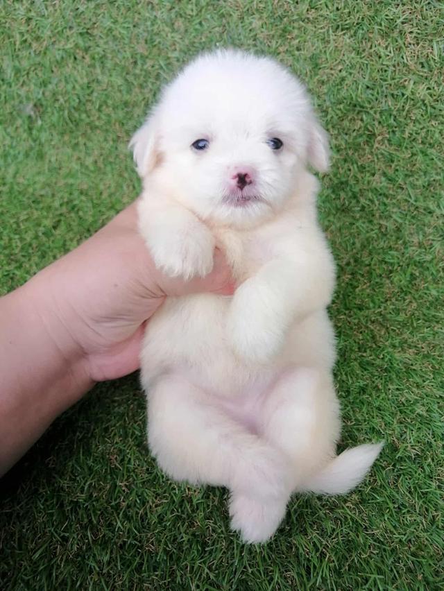 ดญ.ปุยฝ้าย 3500