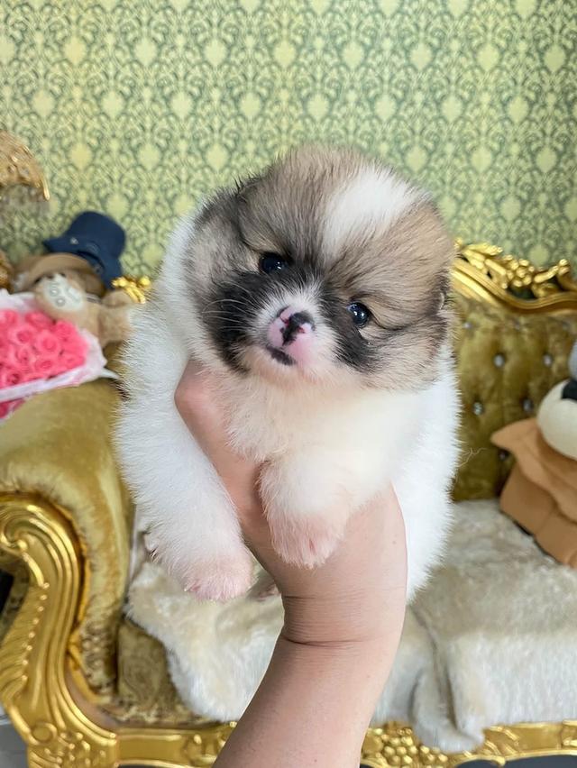 ลูกปอมแท้ น่ารัก แข็งเเรง สุขภาพดี น้องพร้อมย้ายบ้าน