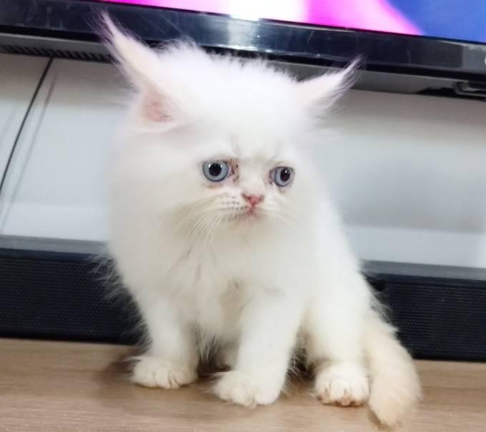 ขายลูกแมวเปอร์เซียน่ารัก เมีย ตาฟ้า พระรามสอง เทียนทะเล รูปที่ 2