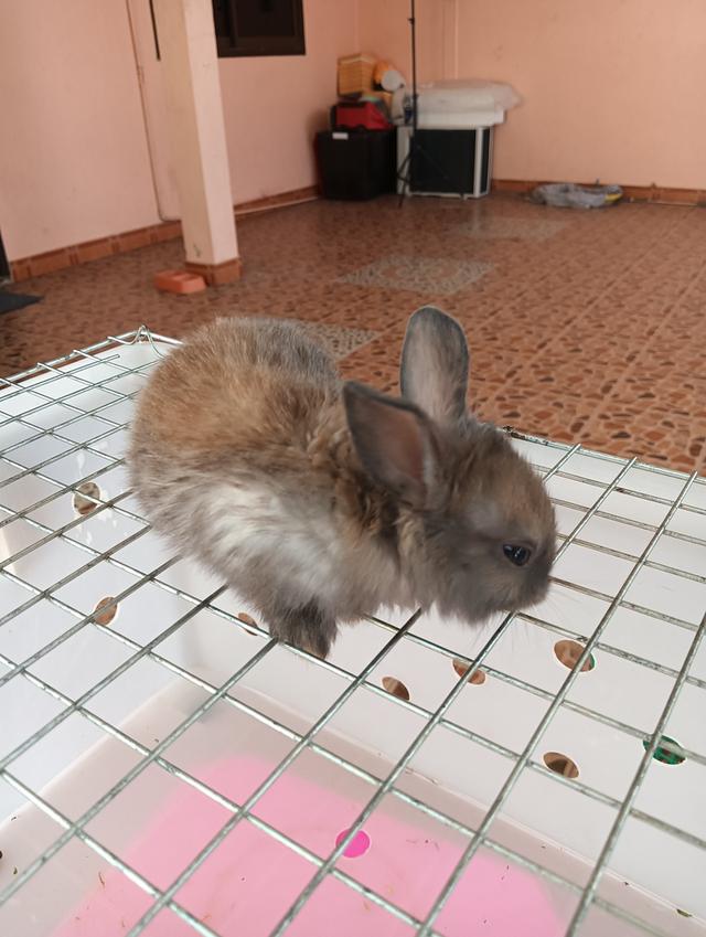 ลูกกระต่ายทุกสายพันธุ์ รูปที่ 3