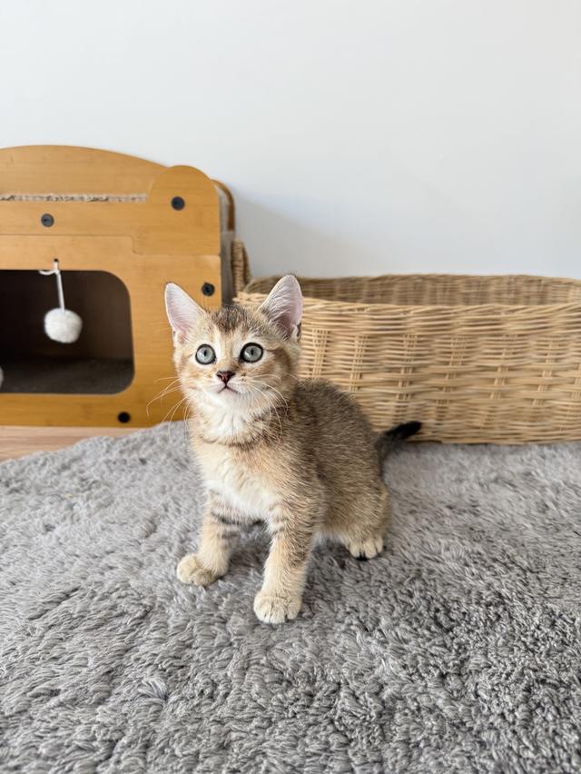 ลูกแมวพันธุ์บริติชแท้ รูปที่ 6