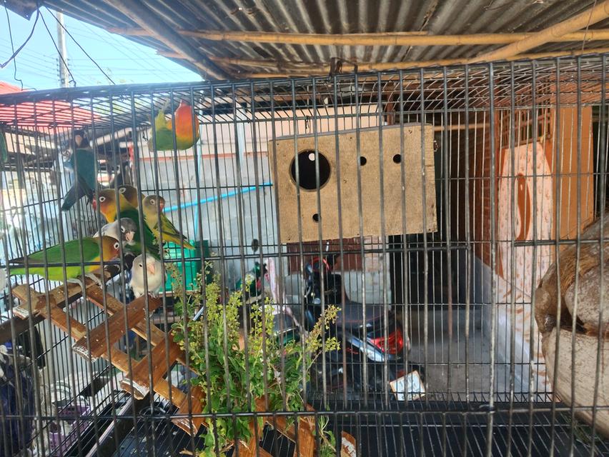 ขายนกเลิฟเบิดร์ราคาคุ่800 7