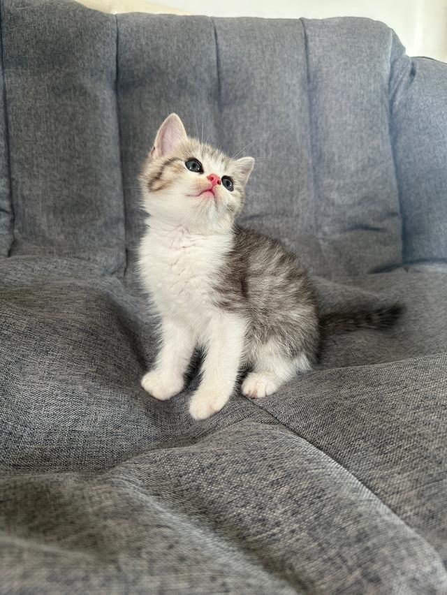 แมวmunchkin ขายาว เพศผู้ รูปย่อยที่ 4