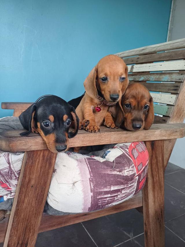 Dachshund puppies 2 months old 4