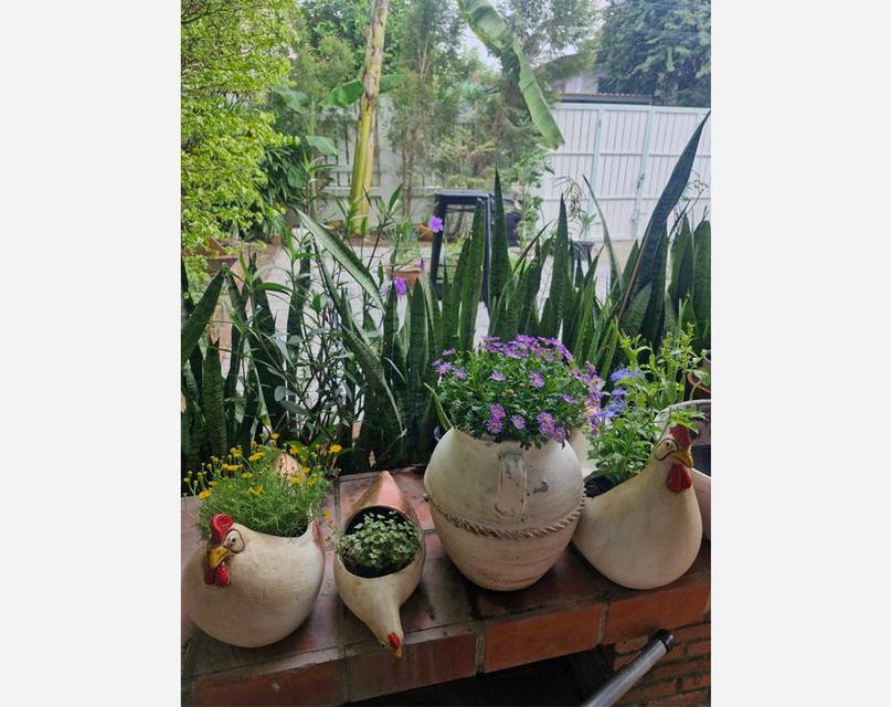 หมู่บ้านประชานิเวศน์ 3 เมืองนนทบุรี บ้านเดี่ยว 38 ตารางวา 2 ห้องนอน 2 ห้องน้ำ ใกล้รถไฟฟ้าสีชมพู สนามบินน้ำ 8