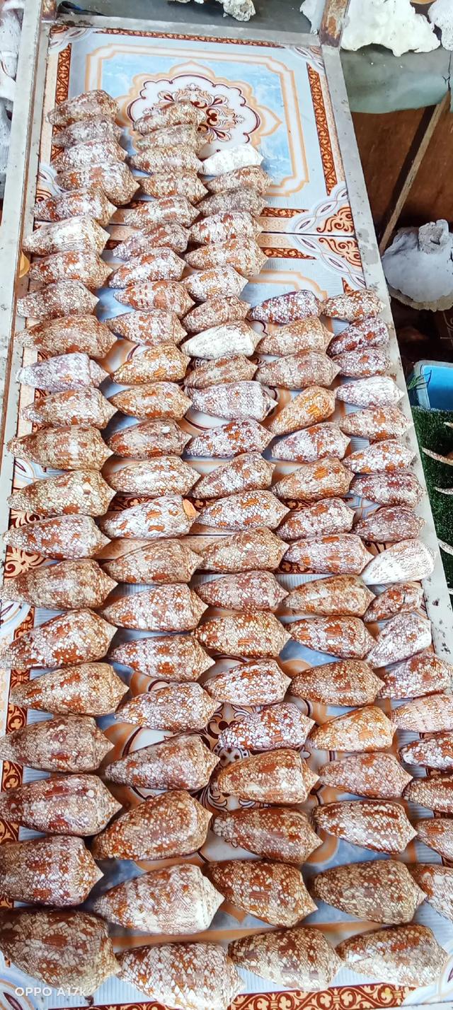 เปลือกหอยสวยงาม สระสม รูปที่ 3