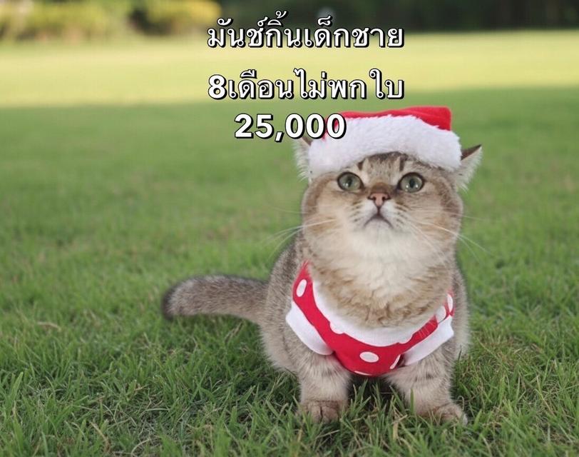 แมวมันช์กิ้น รวมเด็กๆมันช์กิ้นทั้งหมดของฟาร์ม