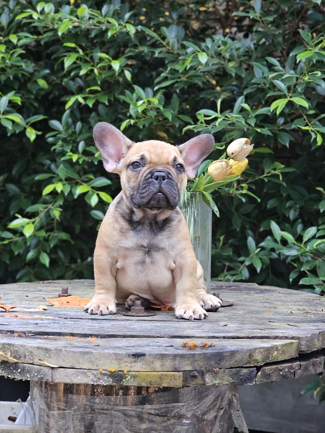 เฟรนช์บลูด็อก 4