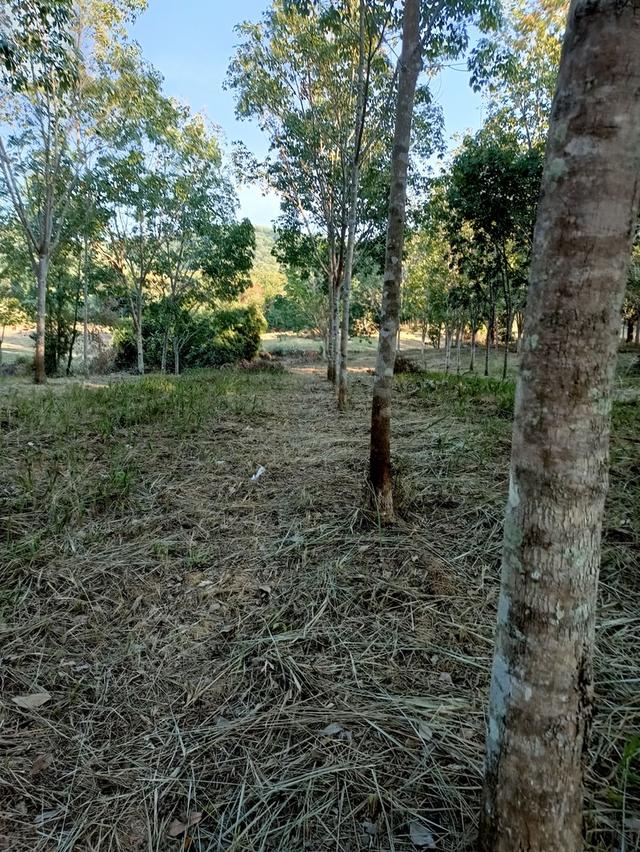 ที่ดินไร่ละ 500,000 ติดถนนเพชรเกษม อ.บางสะพาน จ.ประจวบฯ 4