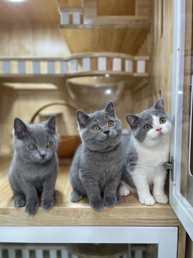 แมวมันช์กิ้นขายาวพร้อมย้าย 7