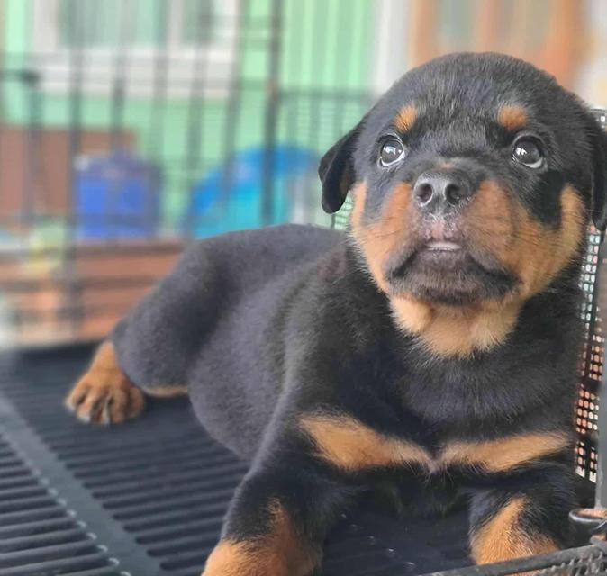 ลูกสุนัข Rottweiler พันธุ์แท้