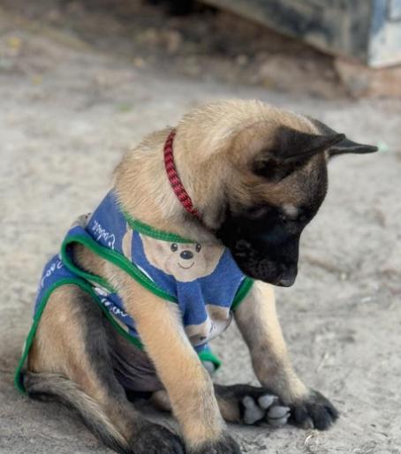 ลูกหมาน้อย Belgian Malinois เชื่องมาก 3