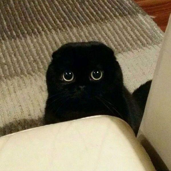 แมวบริติชช็อตแฮร์ สีดำสุดน่ารัก 2