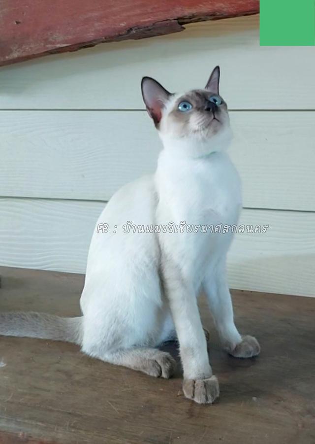 แมววิเชียรมาศ ญ 5เดือน ปลอกคอเขียว รูปย่อยที่ 2