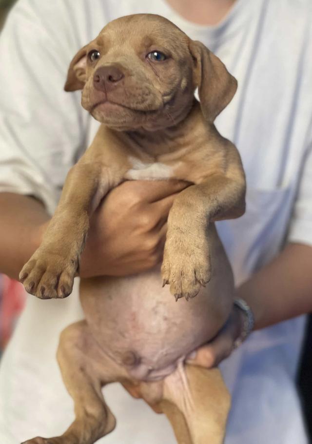 ลูกสุนัขพิทบูล พันธุ์แท้ รูปที่ 2