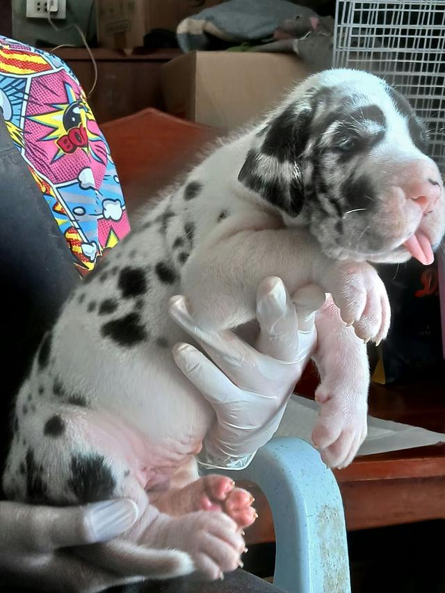 Great dane for sale เกรทเดนคุณภาพ รูปย่อยที่ 2