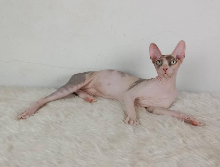 21.แมวสฟิงซ์/เพศเมีย หาบ้าน Sphynx Cat/Female looking for a new home 3