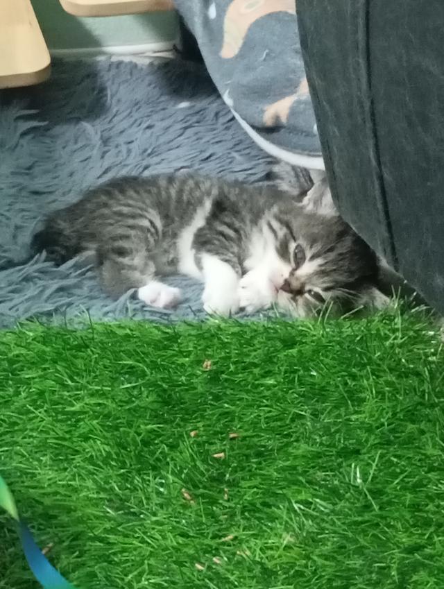 ลูกแมวบริติช🎂09/09 4