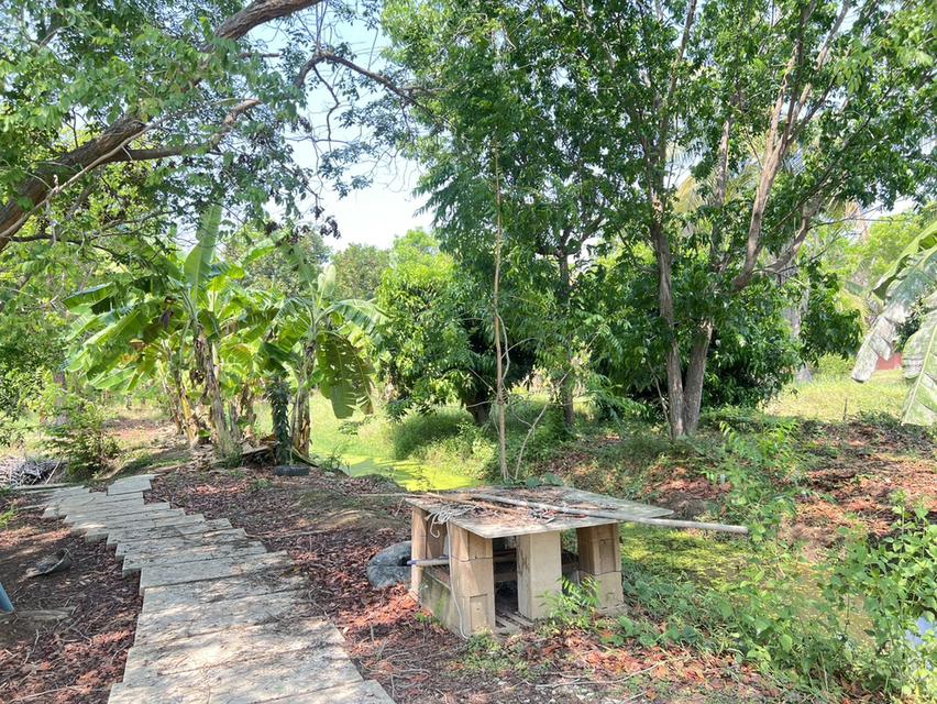 ขายด่วน! ที่ดินผืนใหญ่ 12 ไร่ พร้อมบ้าน 4 หลัง (ตกแต่งด้วยไม้สัก) – อ.สามชุก จ.สุพรรณบุรี 12