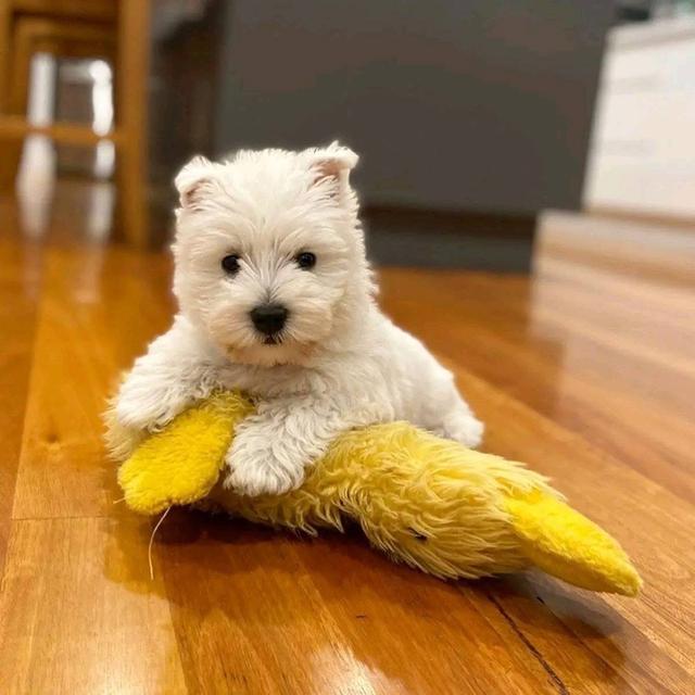 ลูกหมา West Highland White Terrier  2