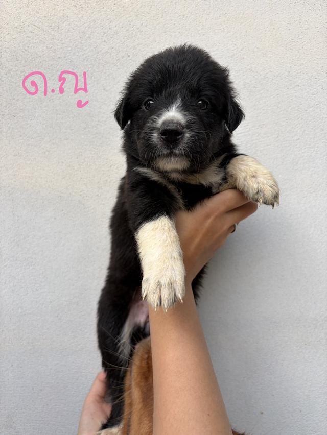 โกล้เด้นศมบางแก้ว ด.ญ