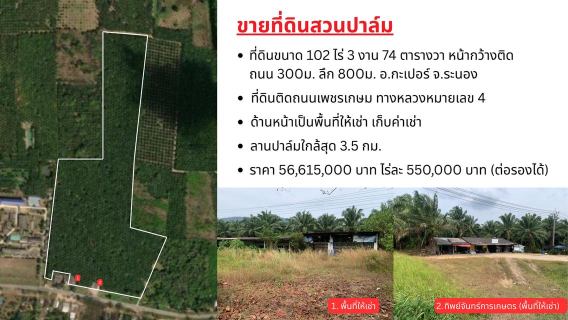 ที่ดินสวนปาล์ม 102 ไร่ 3 งาน 74 ตารางวา อ.กะเปอร์ จังหวัดระนอง 1