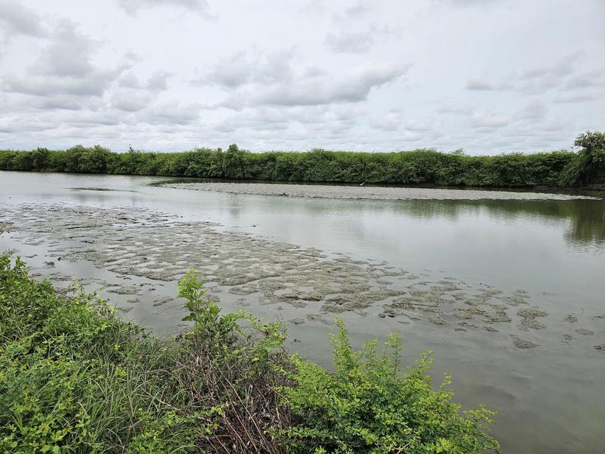 ประกาศขายที่ดิน สมุทรสาคร 44 ไร่ 3 งาน 68 ตารางวา 7