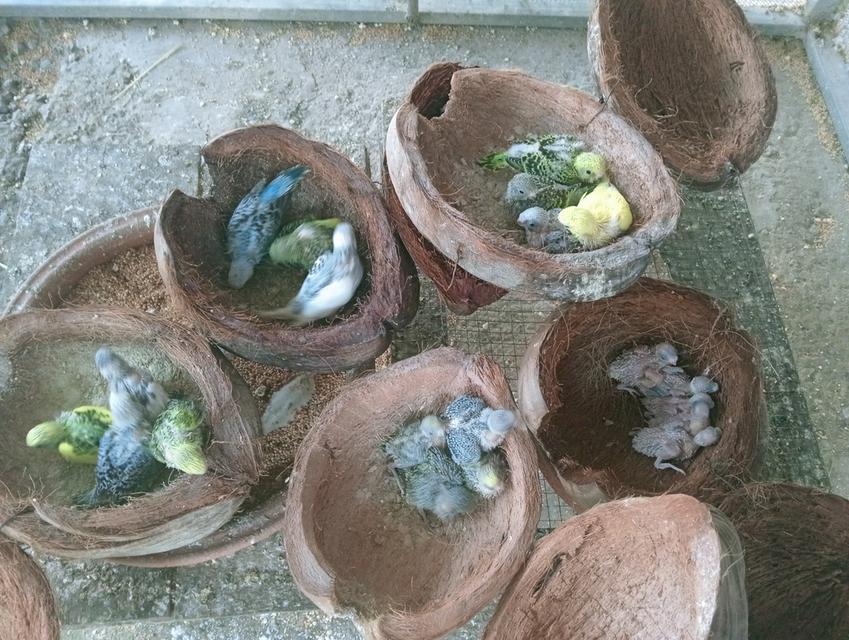 นกหงษ์หยก,นกเลิฟเบิร์ด รูปที่ 4