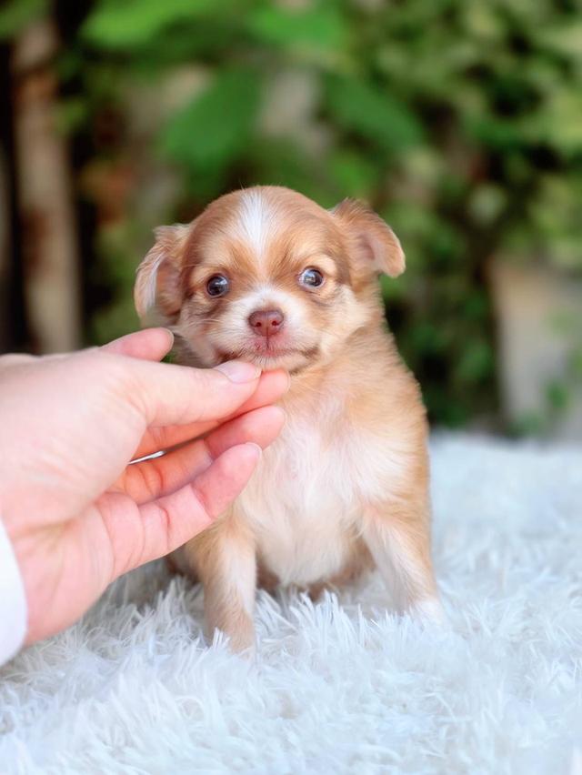 ชิวาวาแท้ ขนยาว เพศผู้ รูปที่ 3