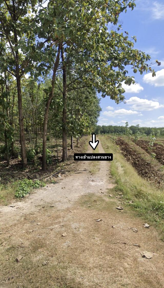 ที่ดินแปลงใหญ่ ราคาถูก ( เป็นสวนยาง , ต้นสัก พื้นที่การเกษตรขนาดใหญ่ ) 3