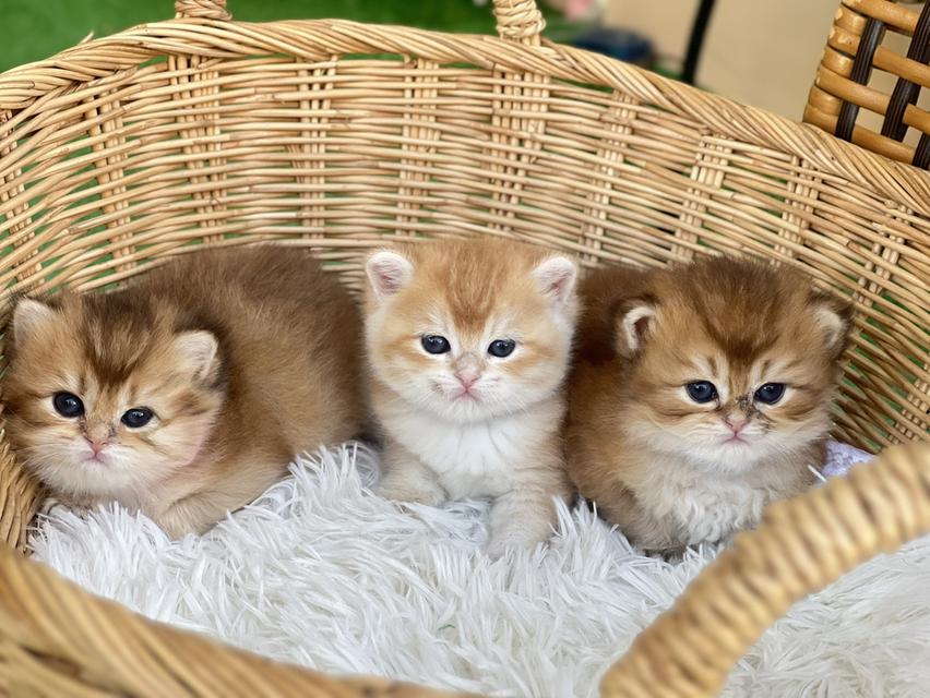 🧒 2 หนุ่มบริติช.               2