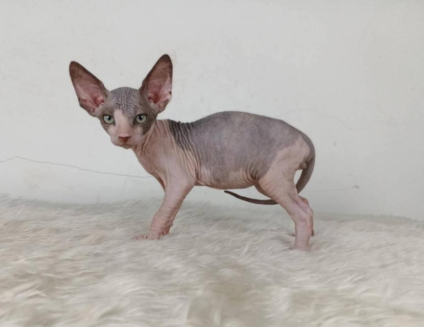 36.แมวสฟิงซ์/เพศผู้ หาบ้าน Sphynx Cat/Male looking for a new home 4
