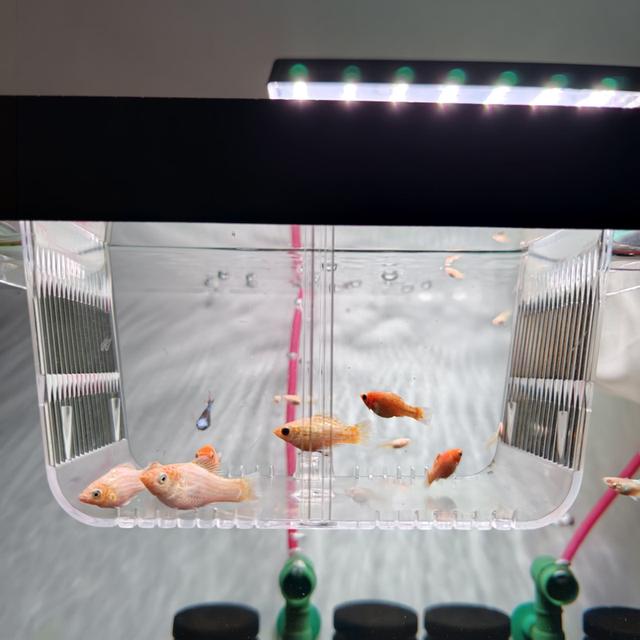 ลูกปลาบอลลูนส้มแพลตตินั่ม