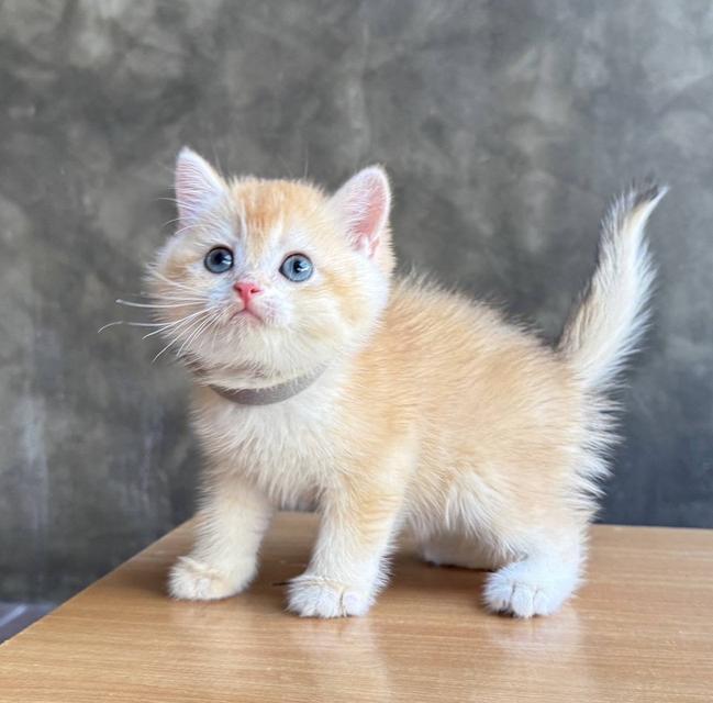 Scottish fold (ผู้ชาย) 3