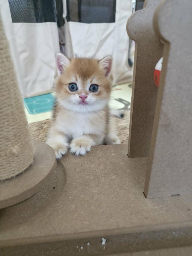 น้องแมวบริติช ช็อตแฮร์ รูปที่ 15