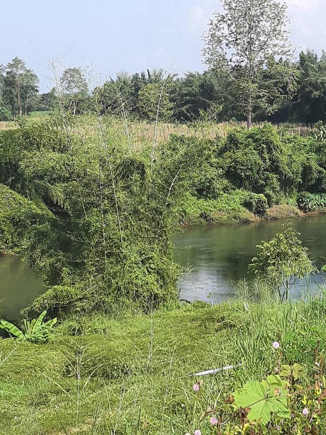 ที่ิดินพร้อมสวนทุเรียน จ.กาญจนบุรี อ.ทองผาภูมิ 5