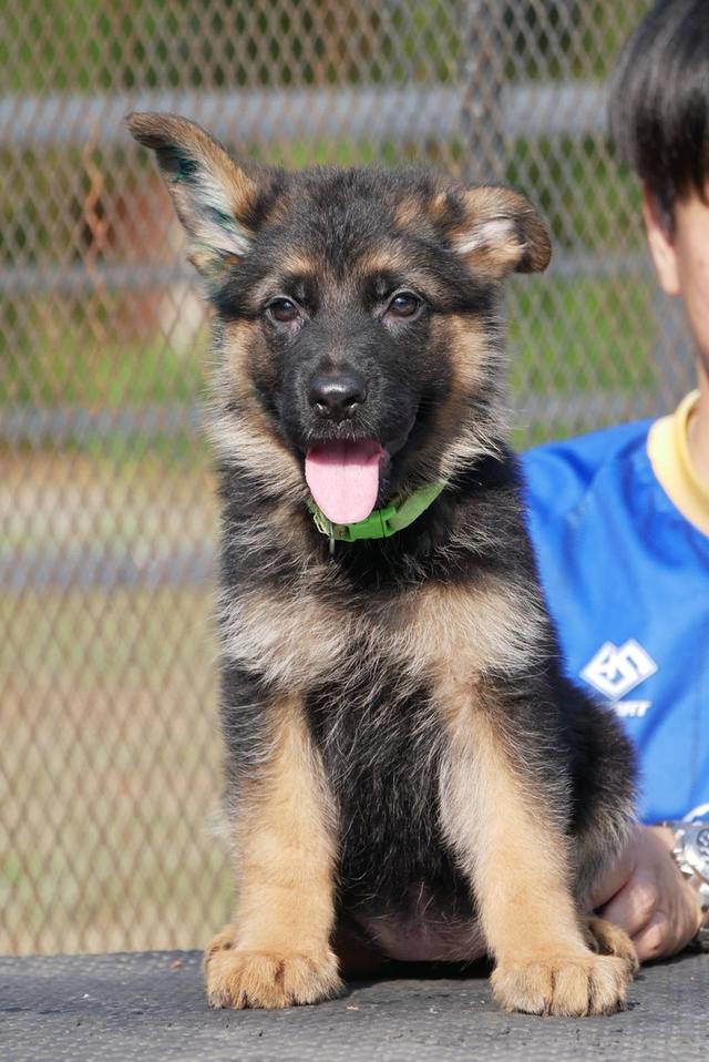 ลูกสุนัขเยอรมันเชพเพริด รูปย่อยที่ 3