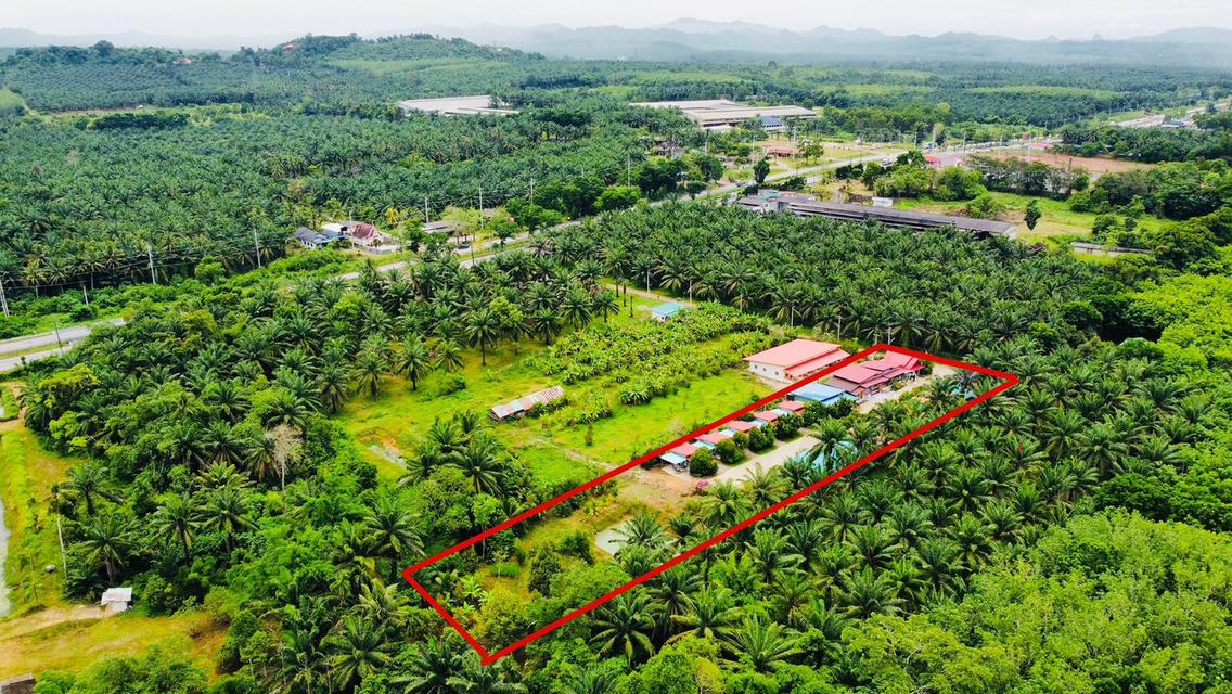 ขายกิจการ รีสอร์ท+บ้าน ท่าแซะ ชุมพร  3