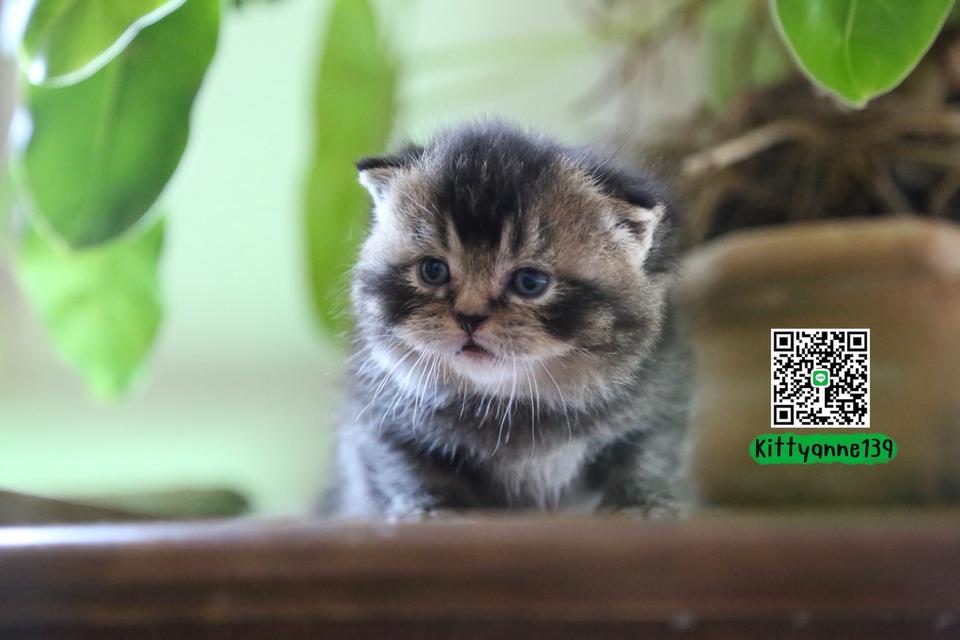 แมวเปอร์เซียผสมบริติชwcf รูปที่ 3