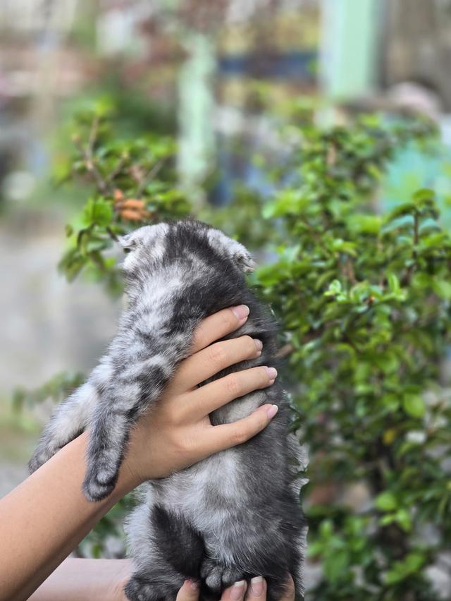 ส ก็ อ ต ติ ช โฟ ล ด์ รูปที่ 8