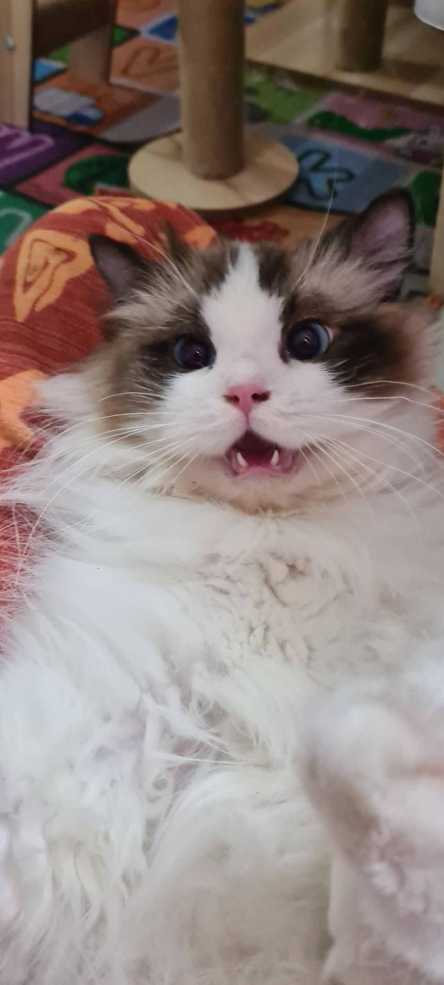 รับผสมพันธุ์จนกว่าจะติดพ่อพันธุ์ Ragdoll นำเข้าหน้าตุ๊กตาผ้า 8